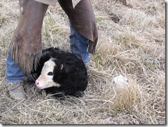 Calving 212
