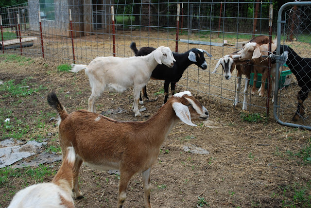 Four yearling dairy goats on the wrong side of the fence after jumping out of their pen.