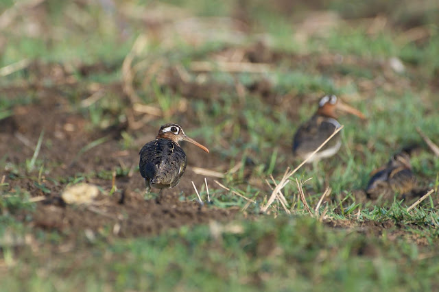 Greater Painted Snipe (भेंडलावा) - Rostratula benghalensis