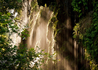 trees rainforest jungle water fall pictures