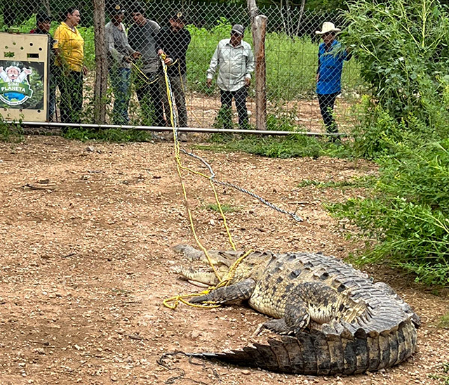 El reptil fue llevado al Zoológico de Culiacán; se acondicionó un espacio para su valoración