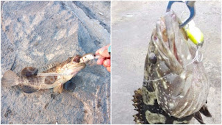 umpan tiruan,jual umpan tiruan,umpan berbentuk tikus,Wlure,jual wlure,jual lure,lure tiruan,jual umpan pancing