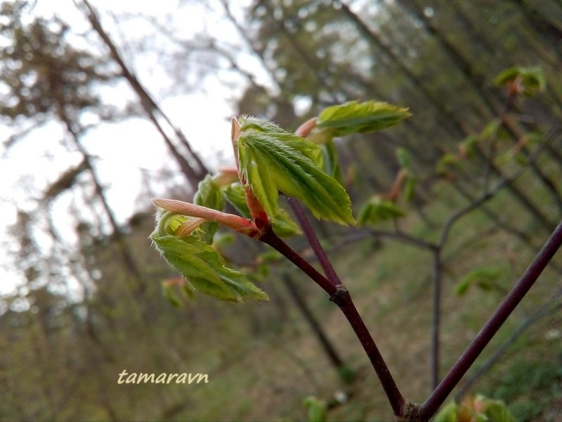 Клён ложнозибольдов (Acer pseudosieboldianum)