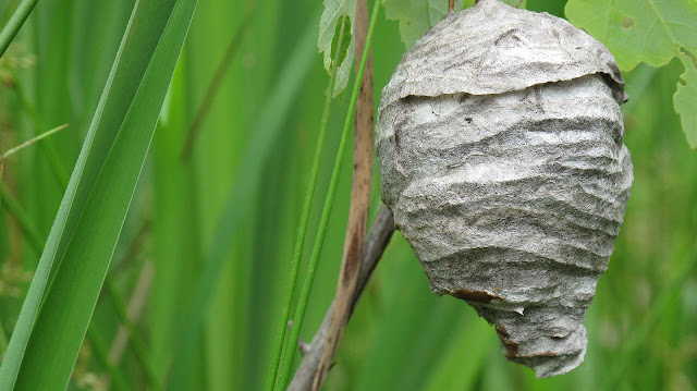 Getting Help for Wasp Nest Removal