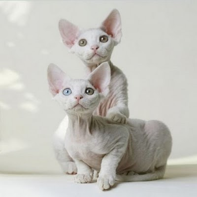 They are also very playful and friendly cats. Devon Rex