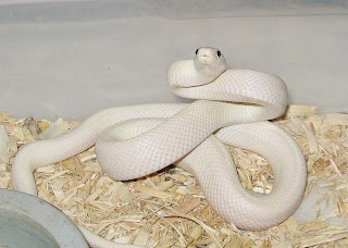 leucistic rat-snake