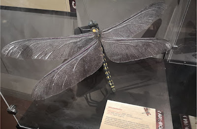 Rekonstruksi tubuh salah satu anggota Meganeuridae. Ukurannya yang besar menjadikannya salah satu predator terbang di Zaman Karbon Akhir hingga Perm Akhir sekaligus serangga terbesar yang pernah dikenal. Sekilas tubuhnya memiliki kesamaan dengan capung modern