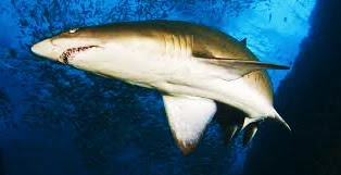 Requins-nourrices gris