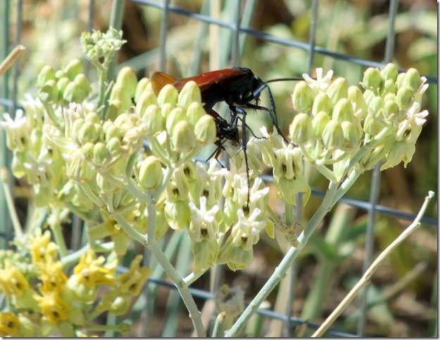 Tarantula hawks on milkweed 6-24-2013 9-45-17 AM 2520x1949