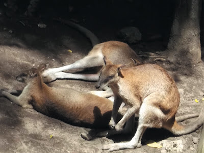 foto wallaby di kebun binatang gembiraloka 04