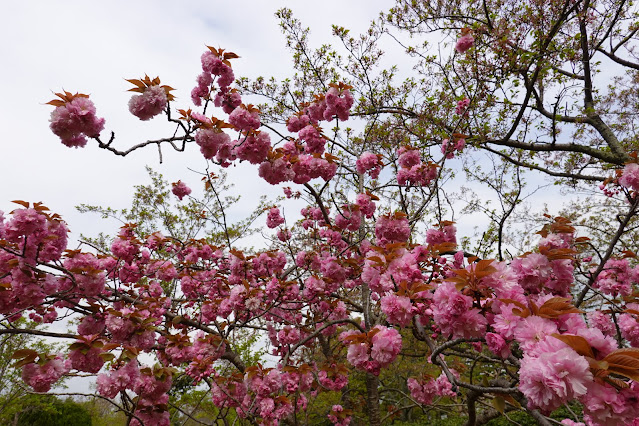 鳥取県米子市久米町　湊山公園　カンザン (関山）