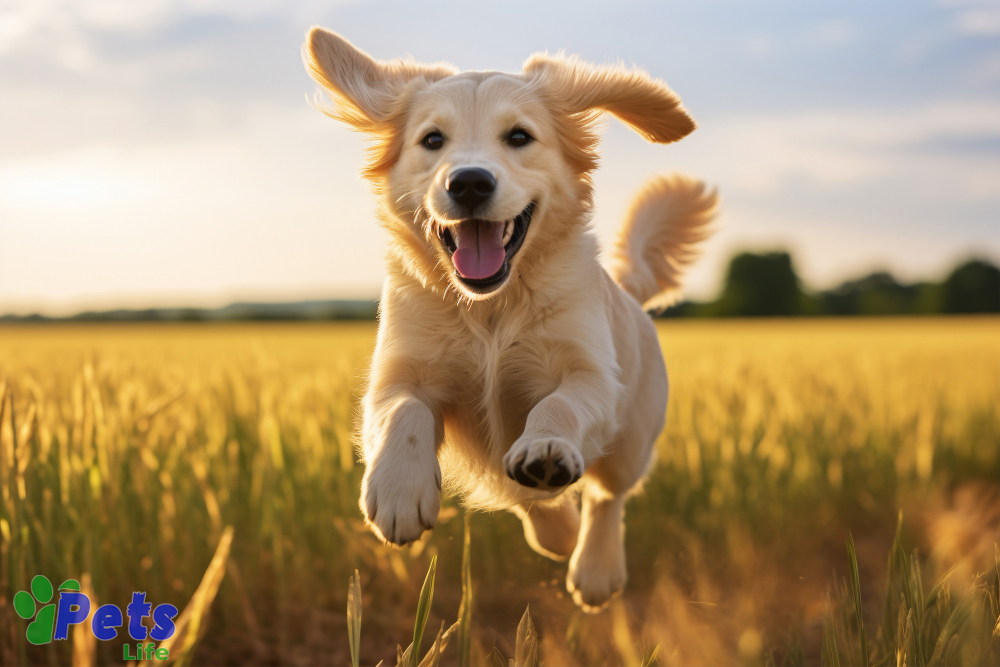 10-tips-to-keep-my-dog-healthy-and-happy