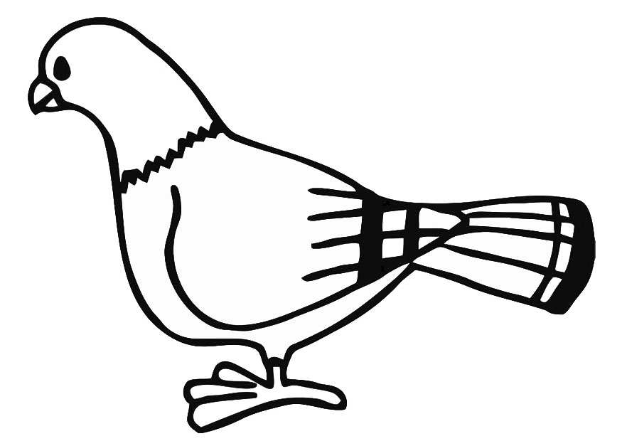 Pigeon Coloring Pages - Kidsuki