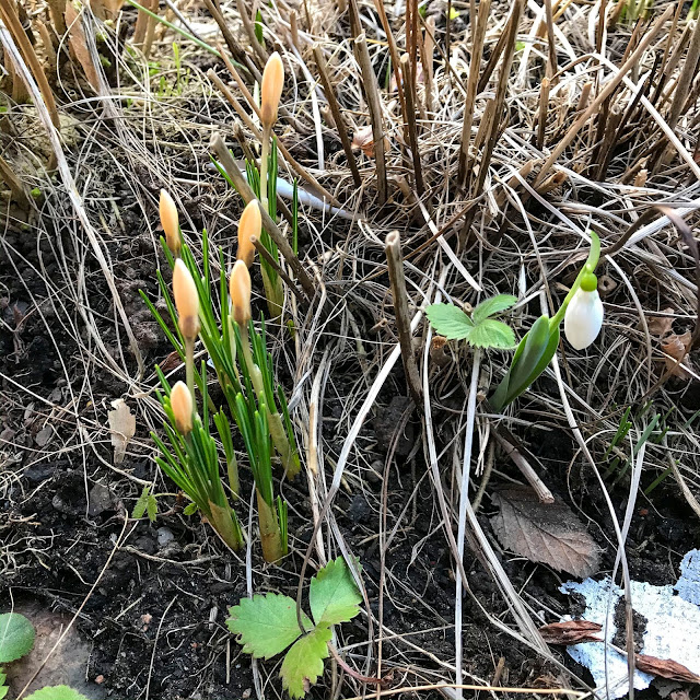 vårblommor, ,springflowers, krokus, crochus, snödroppe, snowdrop