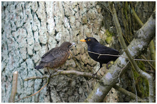 Kos zwyczajny (Turdus merula)