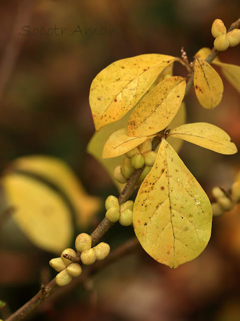 Orixa japonica