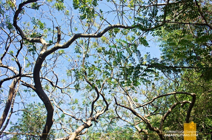 Trees Growing Above Bolinao's Wonderful Cave