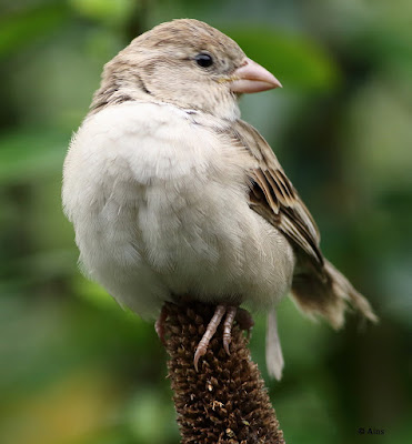 House Sparrow