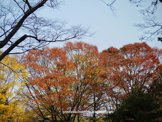 trees and sky