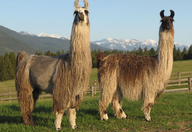 Image result for llama and horses