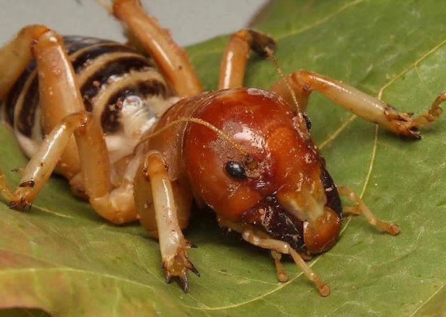 Insecto Stenopelmatus cara niño