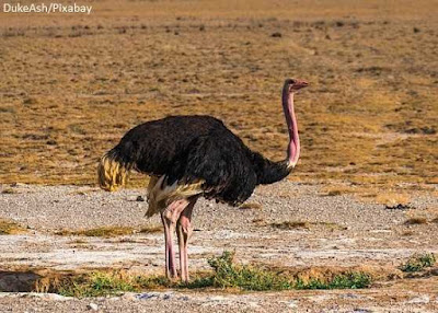 Maior ave do mundo, maior pássaro do mundo, qual é a maior ave do mundo, avestruz, ave, África, avestruz africano, avestruz árabe, aves da áfrica, Struthio camelus, Common Ostrich, Ostrich