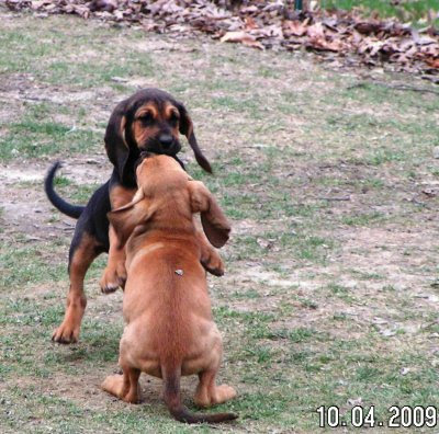 Bloodhound Puppies Photos. Bloodhound Puppies Photos