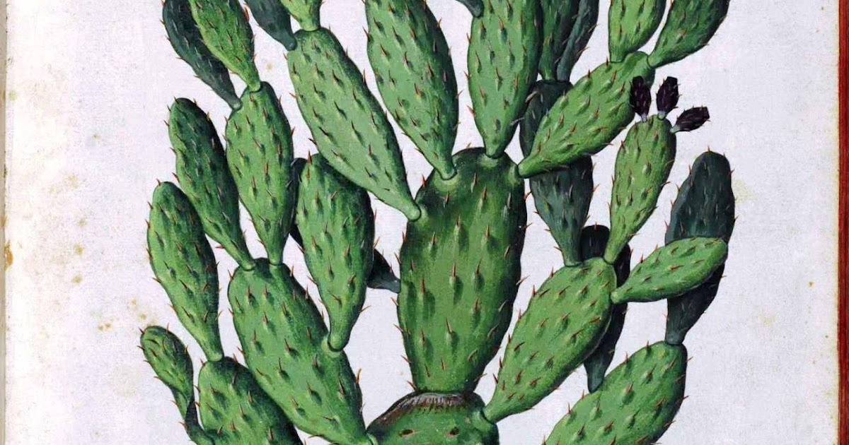 Mark Montano: Images for Cactus Lanterns