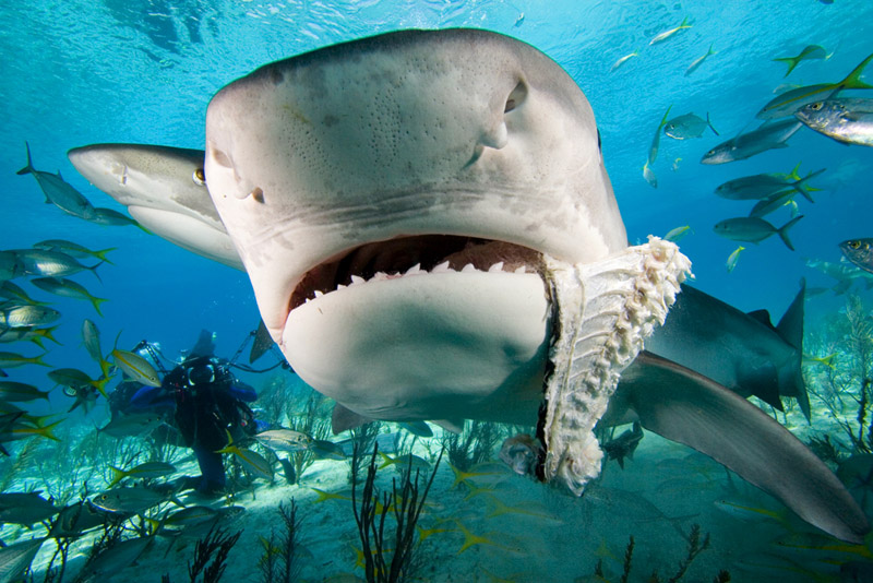 Sharks: Fearless man eaters or misunderstood monsters 