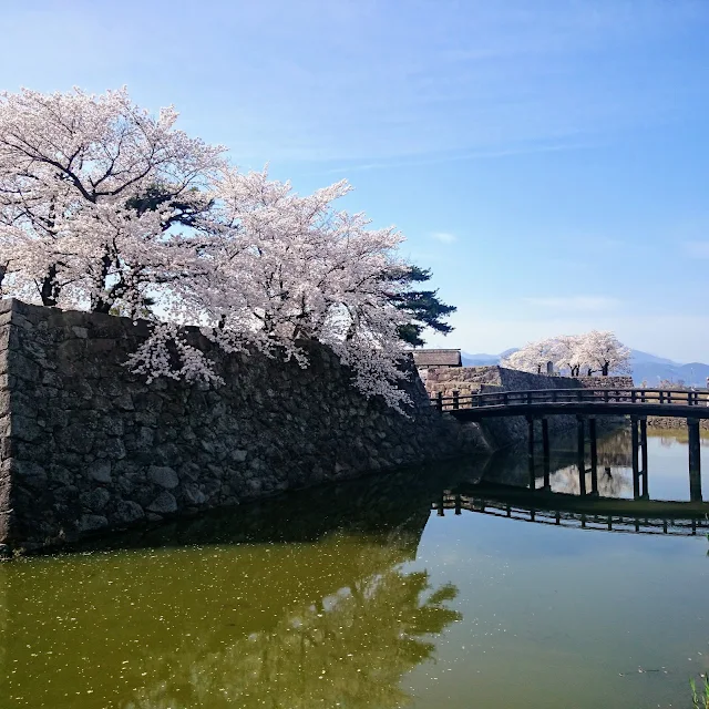 松代城跡　桜