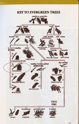 Key to Evergreens (fromTrees & Shrubs of Washington)