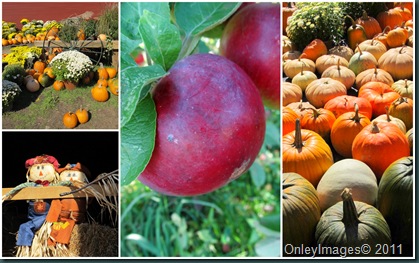 applefest collage4