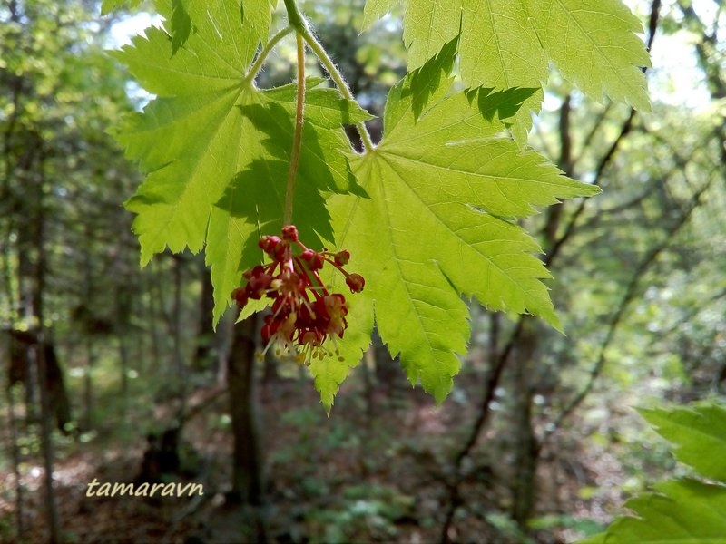 Клён ложнозибольдов (Acer pseudosieboldianum)