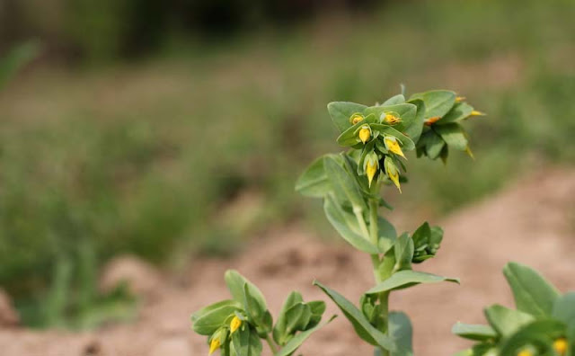 Cerinthe Minor Flowers Pictures