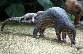 PANGOLINs