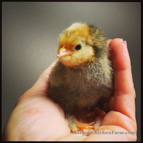 baby chick