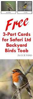 FREE 3-Part Cards for Safari Ltd Backyard Birds Toob from In Our Pond