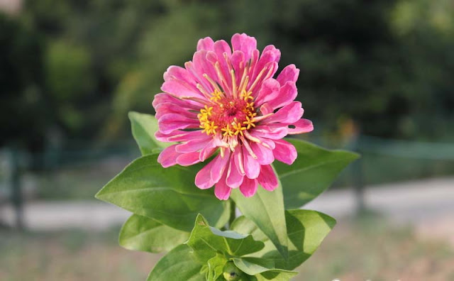 Zinnia Flowers