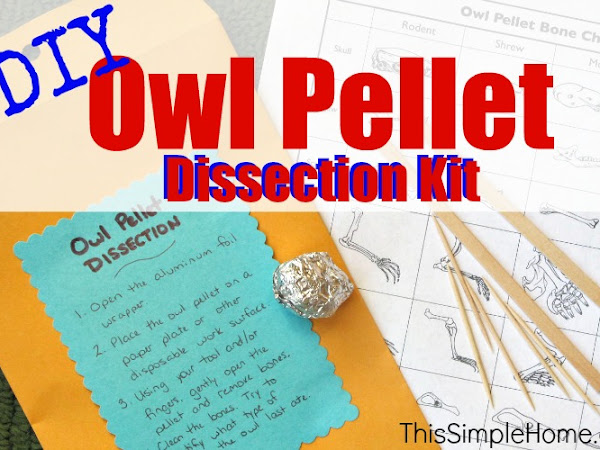 Homemade Owl Pellet Dissection Kit 