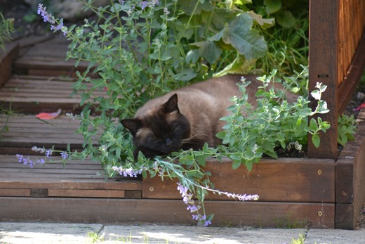 Tom cat in the cat mint 2