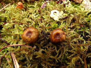 Symplocarpe fétide - Chou Puant - Symplocarpus foetidus