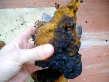 chaga fungus 02