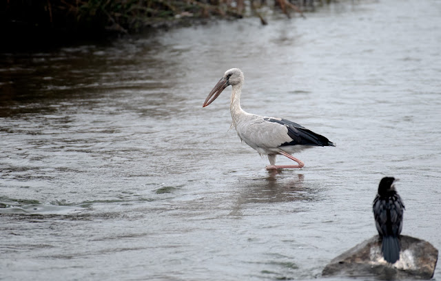 Kabini reservoir birds