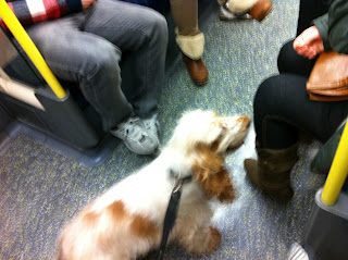 Dog traveling on underground