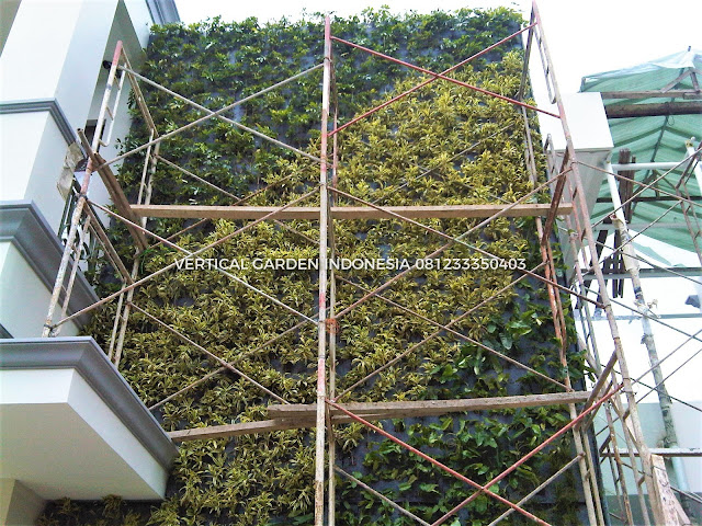 VERTICAL GARDEN INDONESIA SPESIALIS JASA PEMBUATAN VERTICAL GARDEN DI KEDIRI DAN DI SELURUH WILAYAH KEDIRI DENGAN TENAGA YANG PROFESIONAL DAN DAPAT DI PERCAYA YANG SELALU MENGUTAMAKAN SEBUAH MUTU DAN KUALITAS PEMASANGAN VERTICAL GARDEN/TAMAN DINDING, JASA TUKANG TAMAN VERTICAL KEDIRI, JASA VERTICAL GARDEN KEDIRI