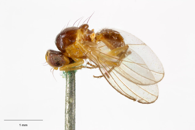 Phytoliriomyza flavopleura