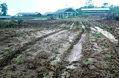 Menata UPTD Pakan dan Perbibitan Ternak,  Berikut Target Pemkab Lingga