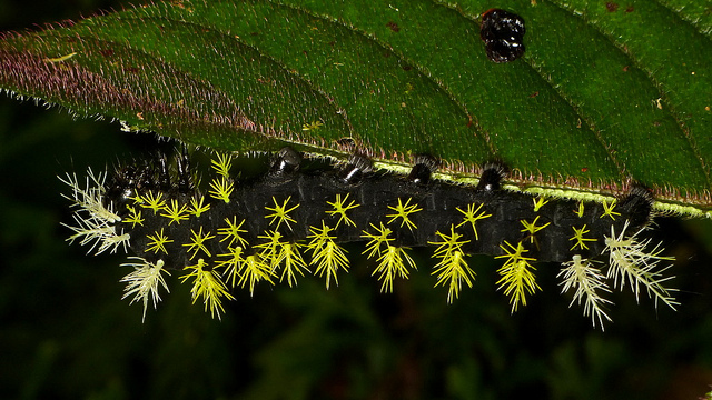 Incríveis fotografias de insetos em Macro