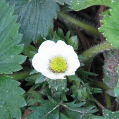 Strawberry blossom