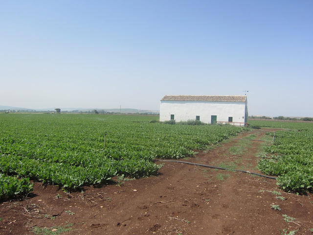 farming in rural spain cadiz